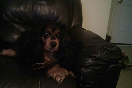 A picture of my dog Bailey