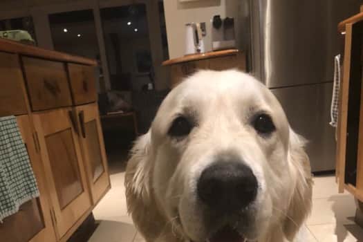 A picture of my dog Sam 