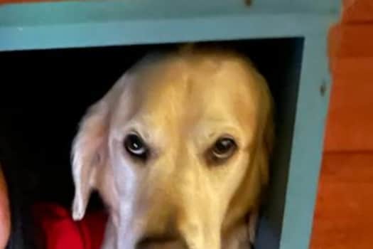 A picture of my dog Oscar