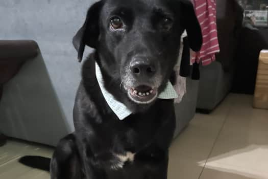 A picture of my dog Margaux