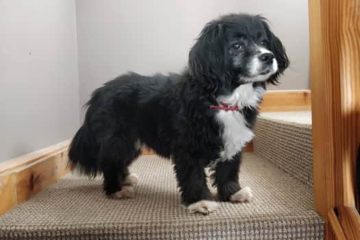A picture of my dog Lulu