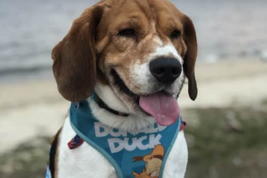 A picture of my dog Luke