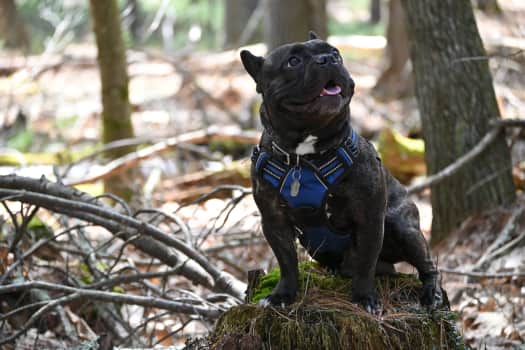 A picture of my dog Gooby