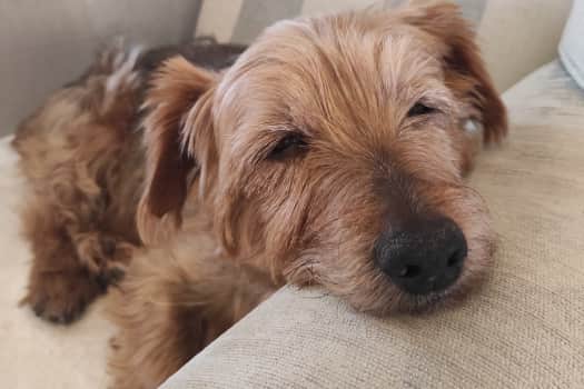 A picture of my dog Scruffy Bear Barnett