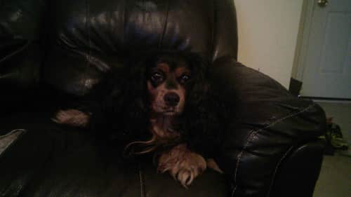 A picture of Bailey