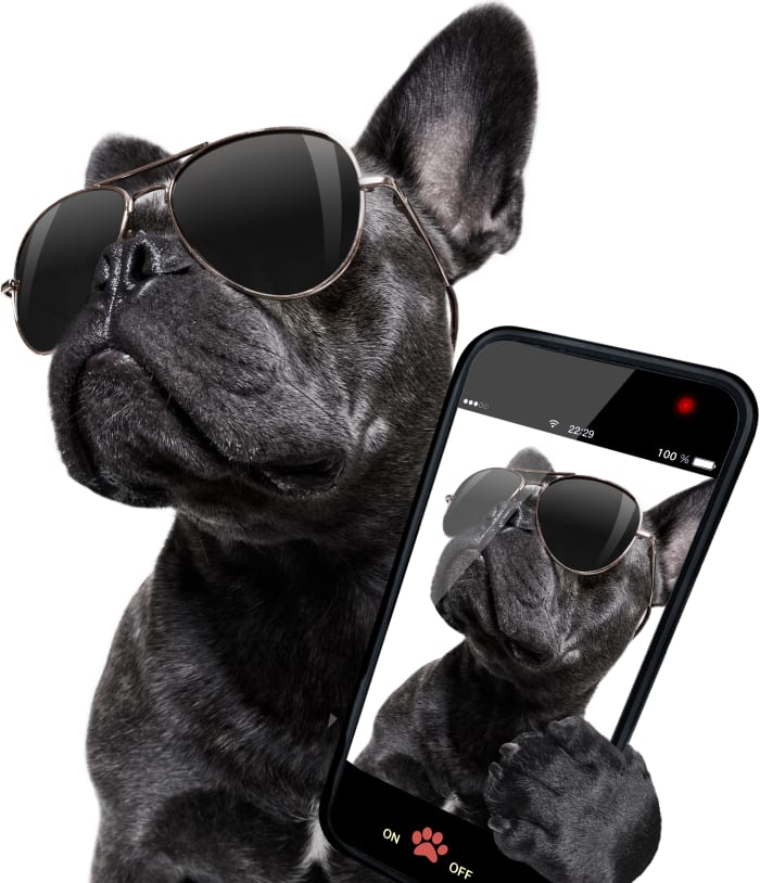 Photo of a fashionable dog holding a cell phone