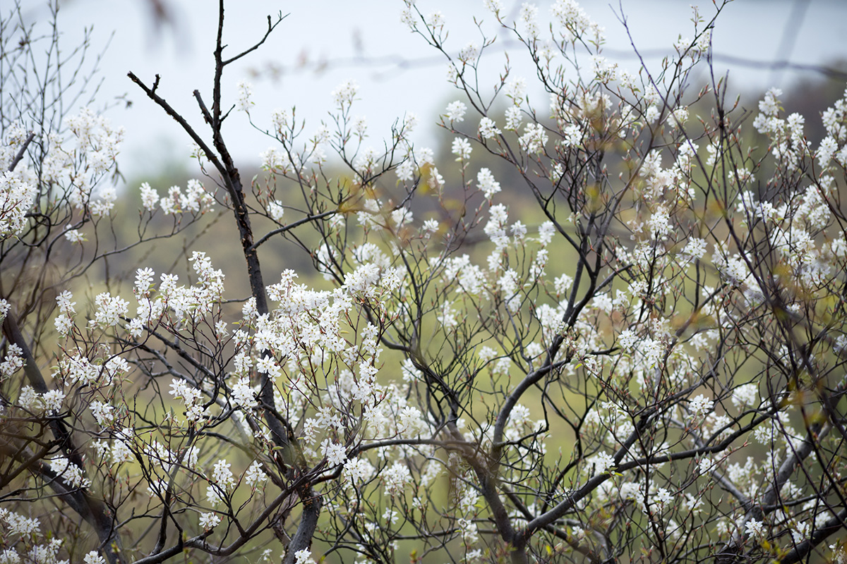 Flowers bloom near Cherry Hill, NJ