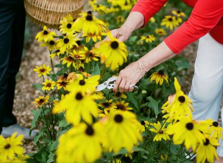 Senior gardening and picking out yellow flowers.