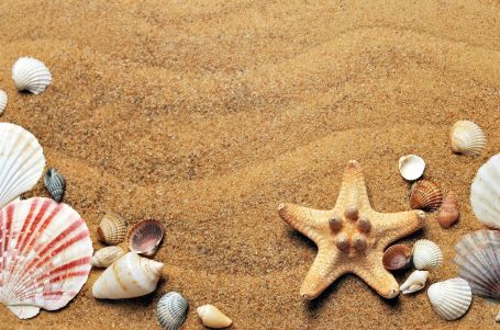 A sandy beach with seashells and a starfish