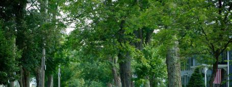 Trees in front of a house