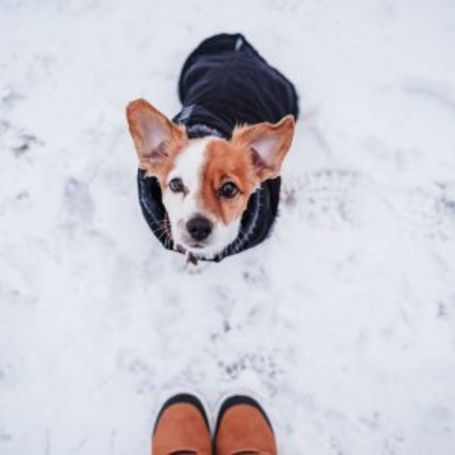 Senior Pet Care in Rochester: Winter Safety for Companion Animals