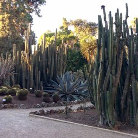 Senior-Safe Gardening in Phoenix: Desert Landscaping and Indoor Plants