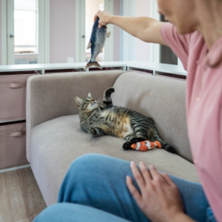 Senior Pet Services in Galloway: Veterinary Care and Support