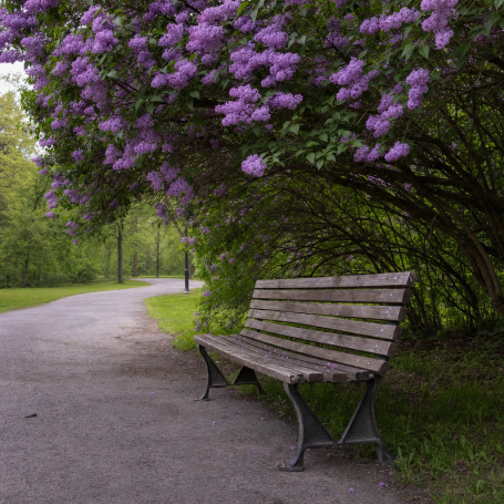 Empty park bench beneath blooming lilac tree on a quiet Highland Park path in Rochester
