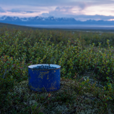 Blue enamel tin filled with wild blueberries resting on mossy Alaska tundra with Chugach mountains behind