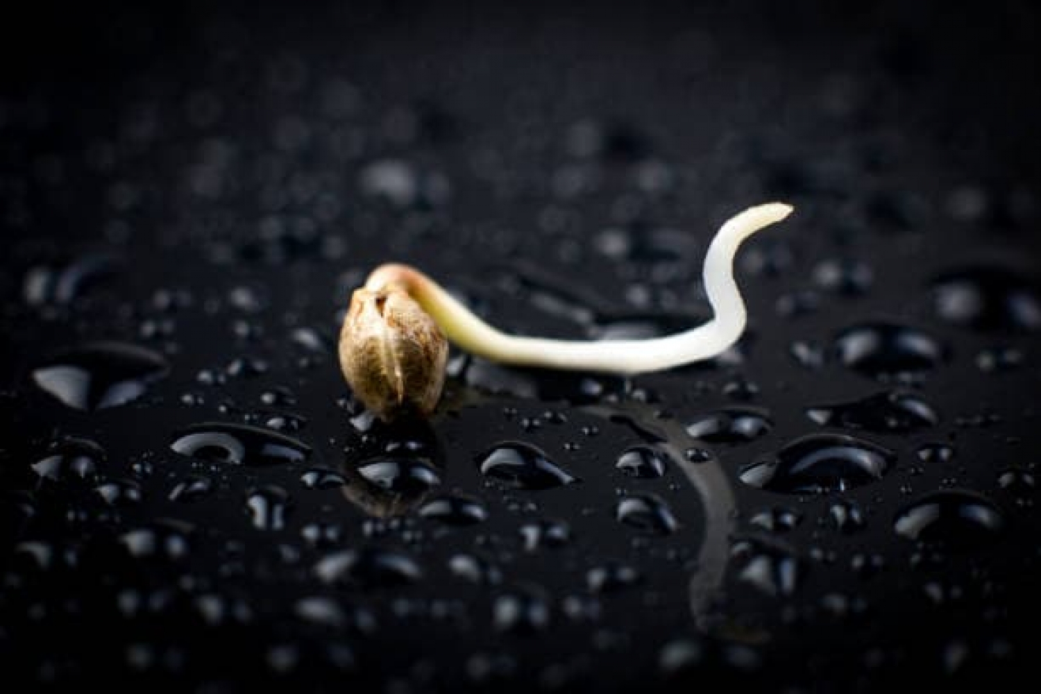 Germinating the Seed