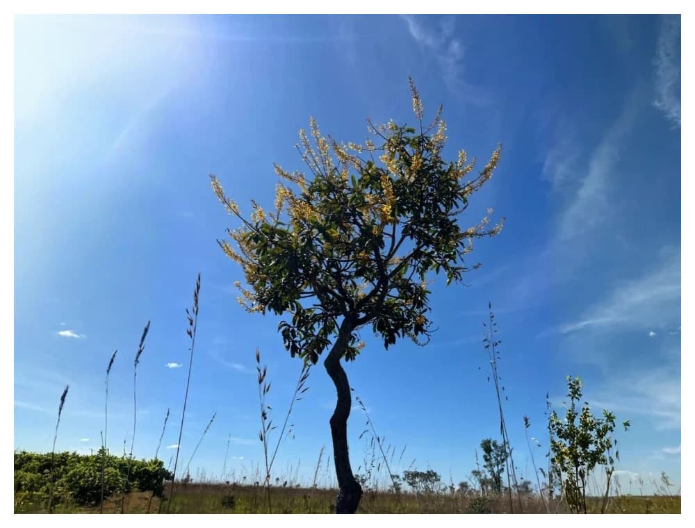 Potencial ornamental do paisagismo com espécies nativas do Cerrado