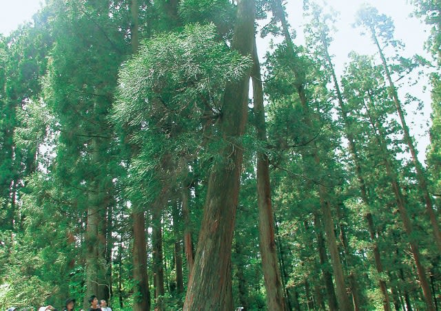 自然素材にこだわる