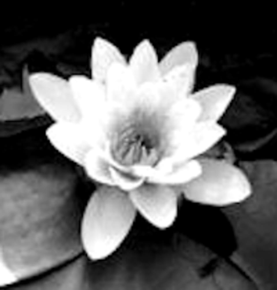 Iyengar Yoga with Annemarie Caracciolo logo