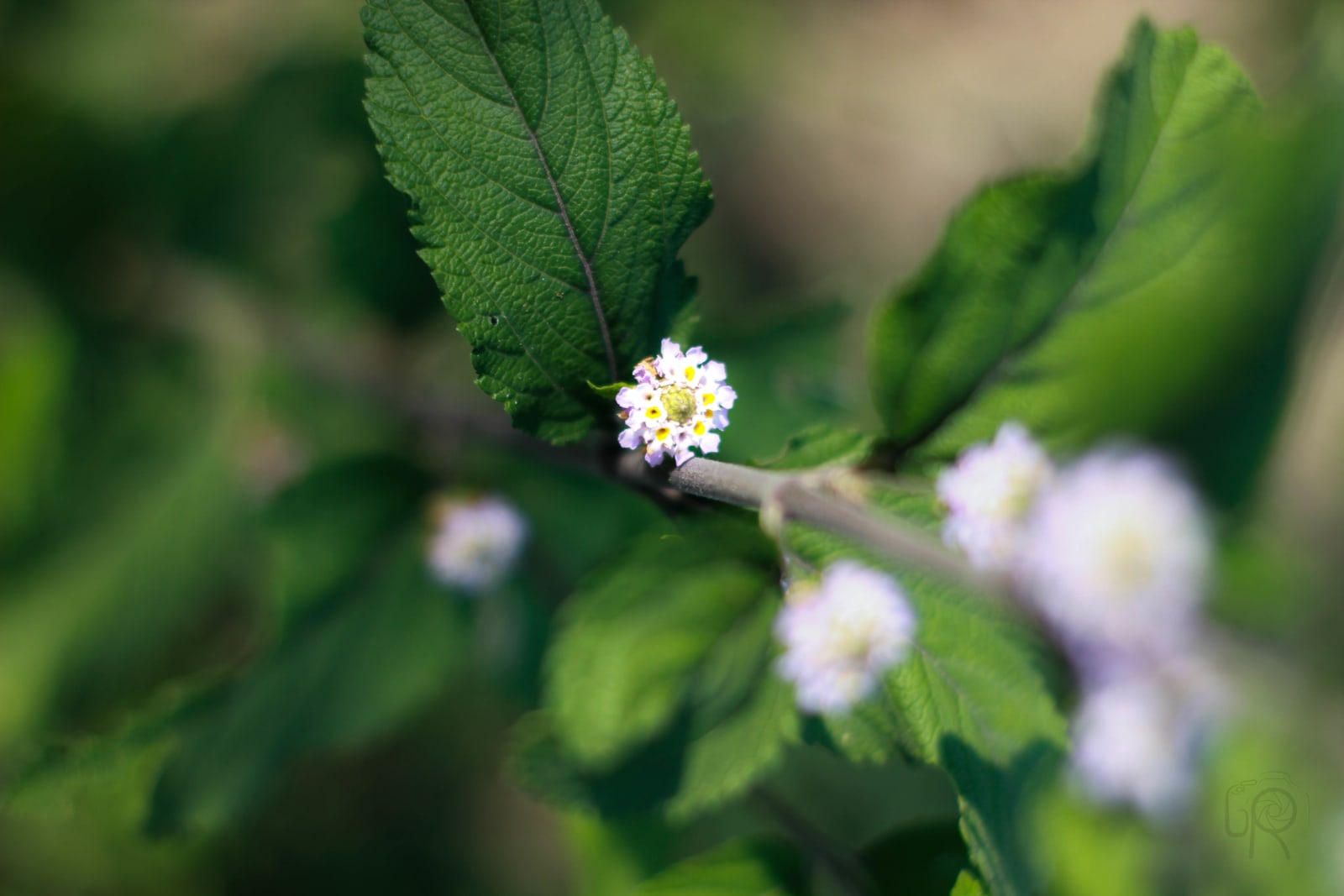 Small flower with a green leaf
