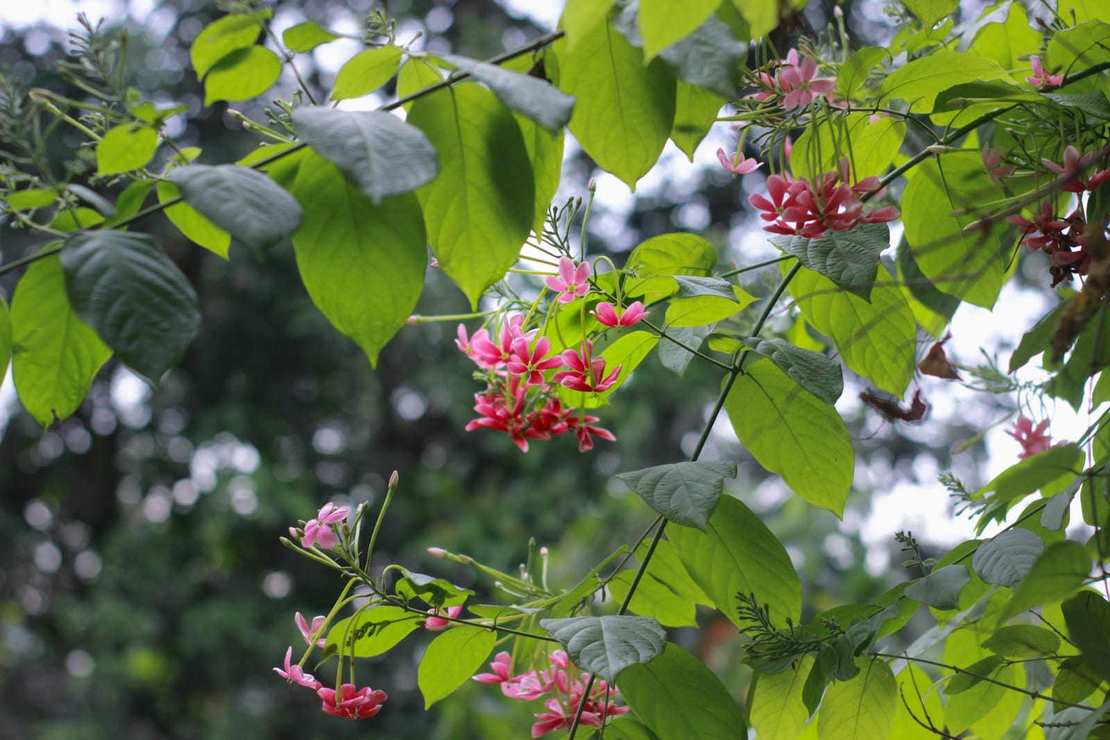 Flower vine