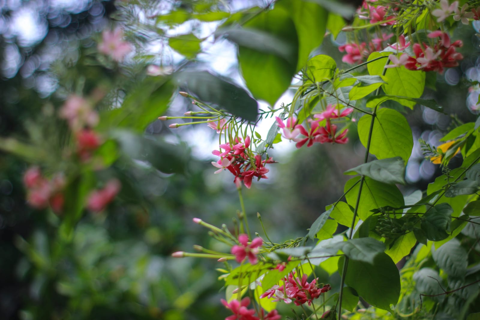 Pink Flower branch