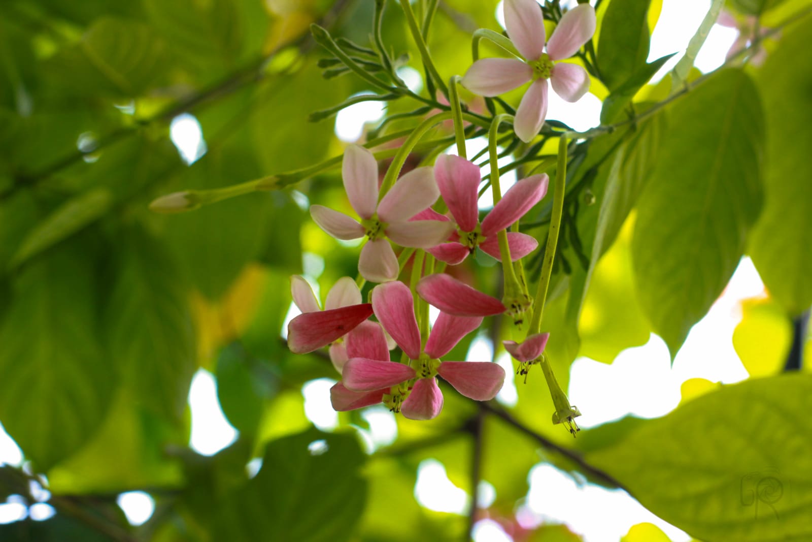 Pink Flower