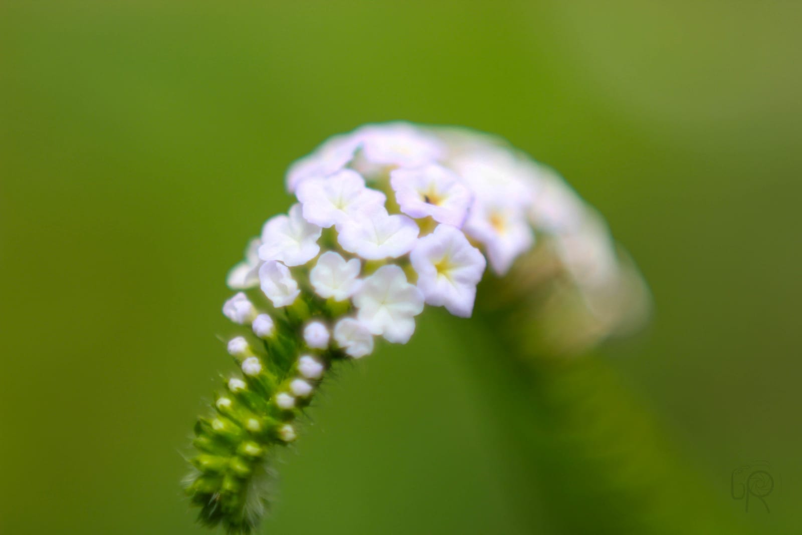 Indian Heliotrope