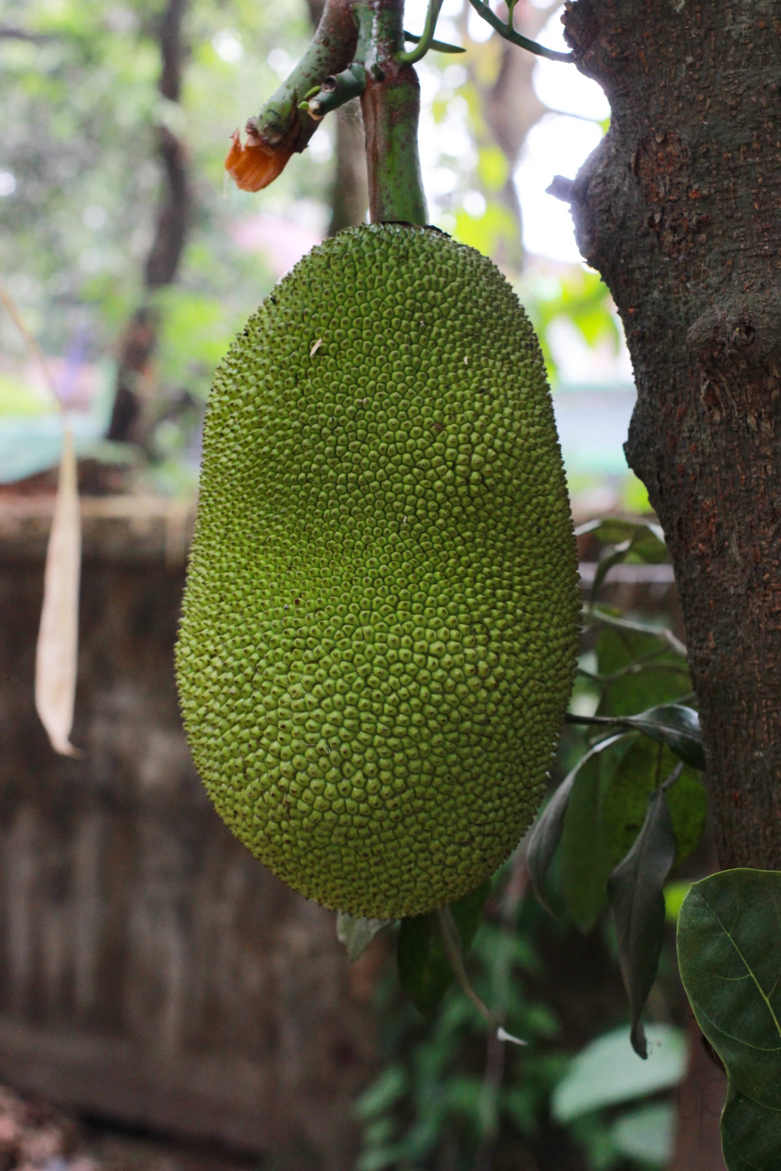 Jackfruit