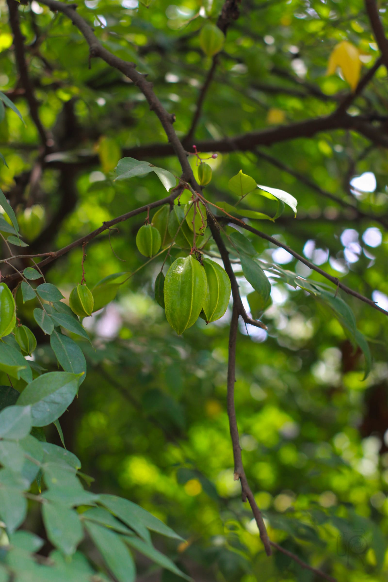 Starfruit