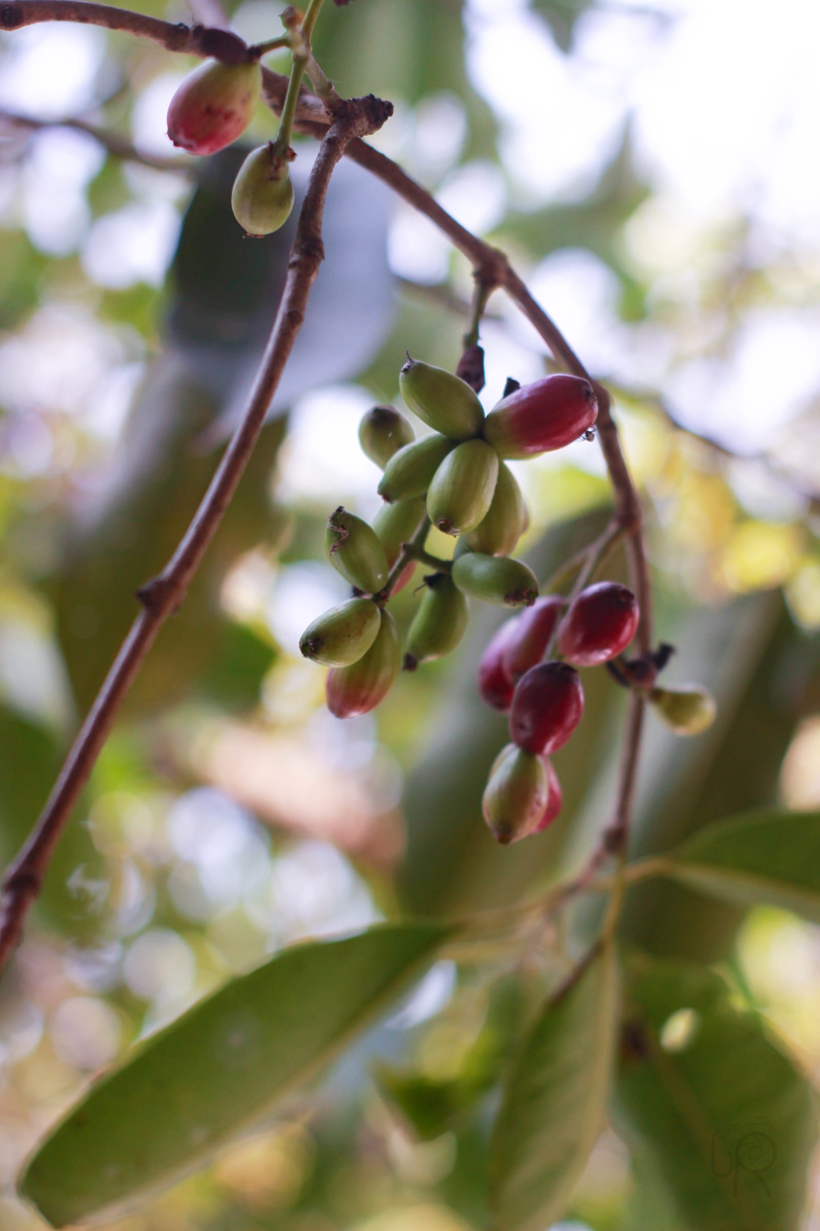 Java Plum
