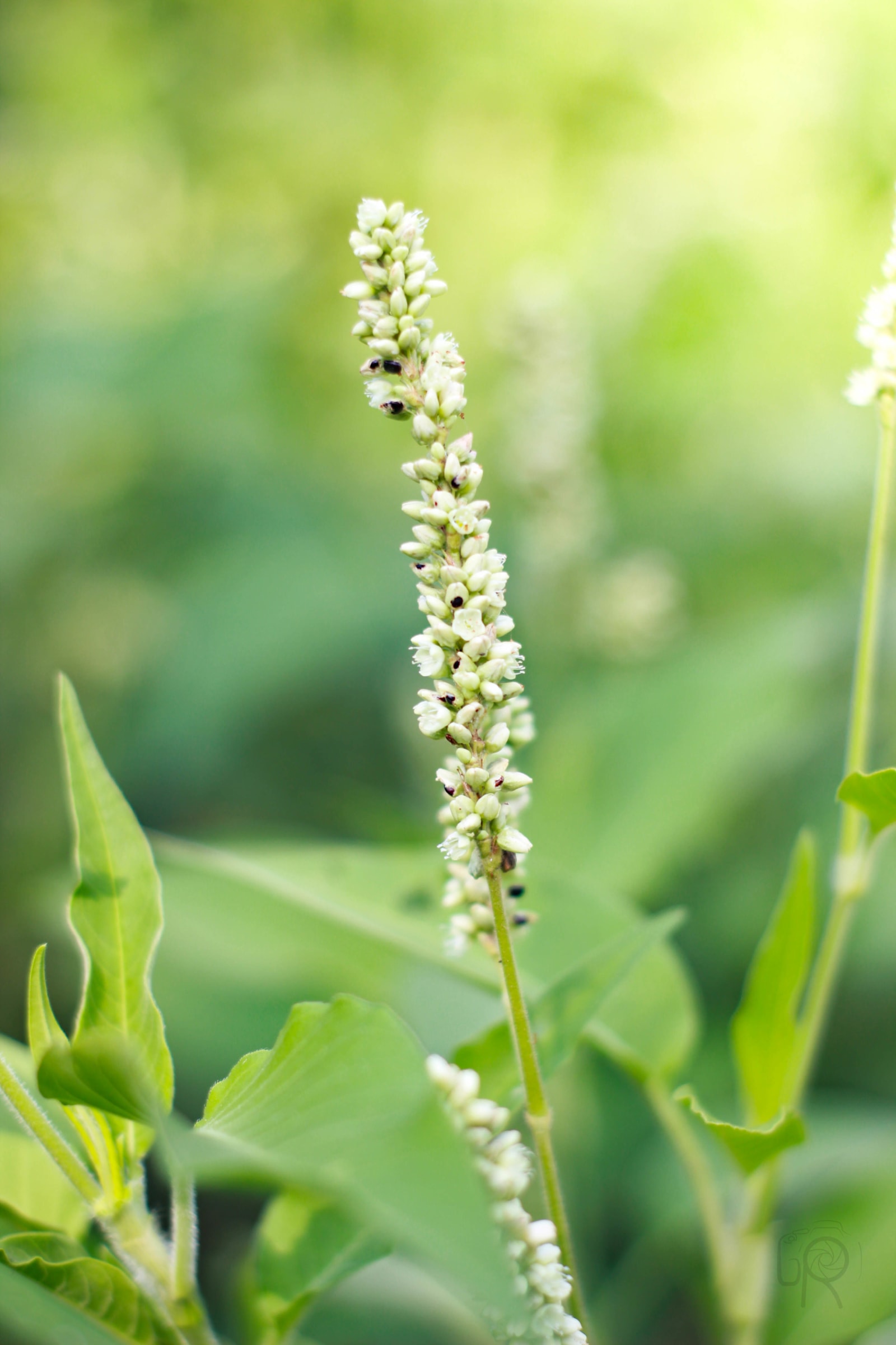 Pale Persicaria