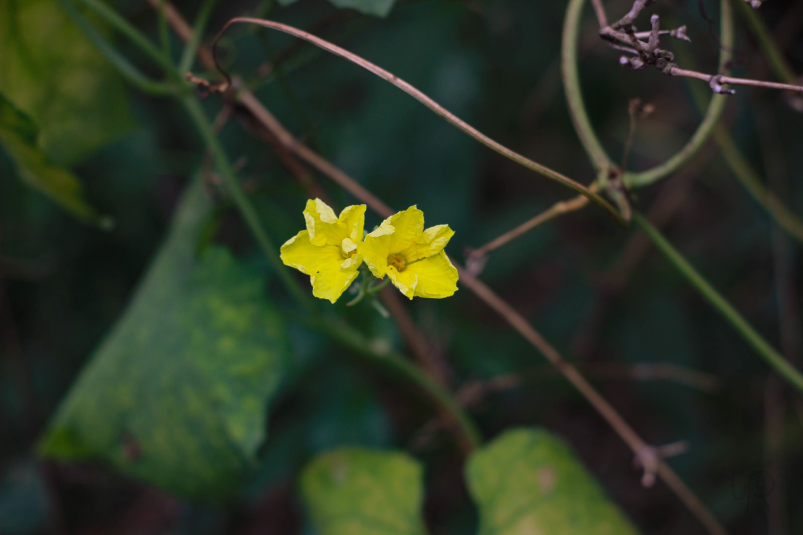 Pumpkin Flower