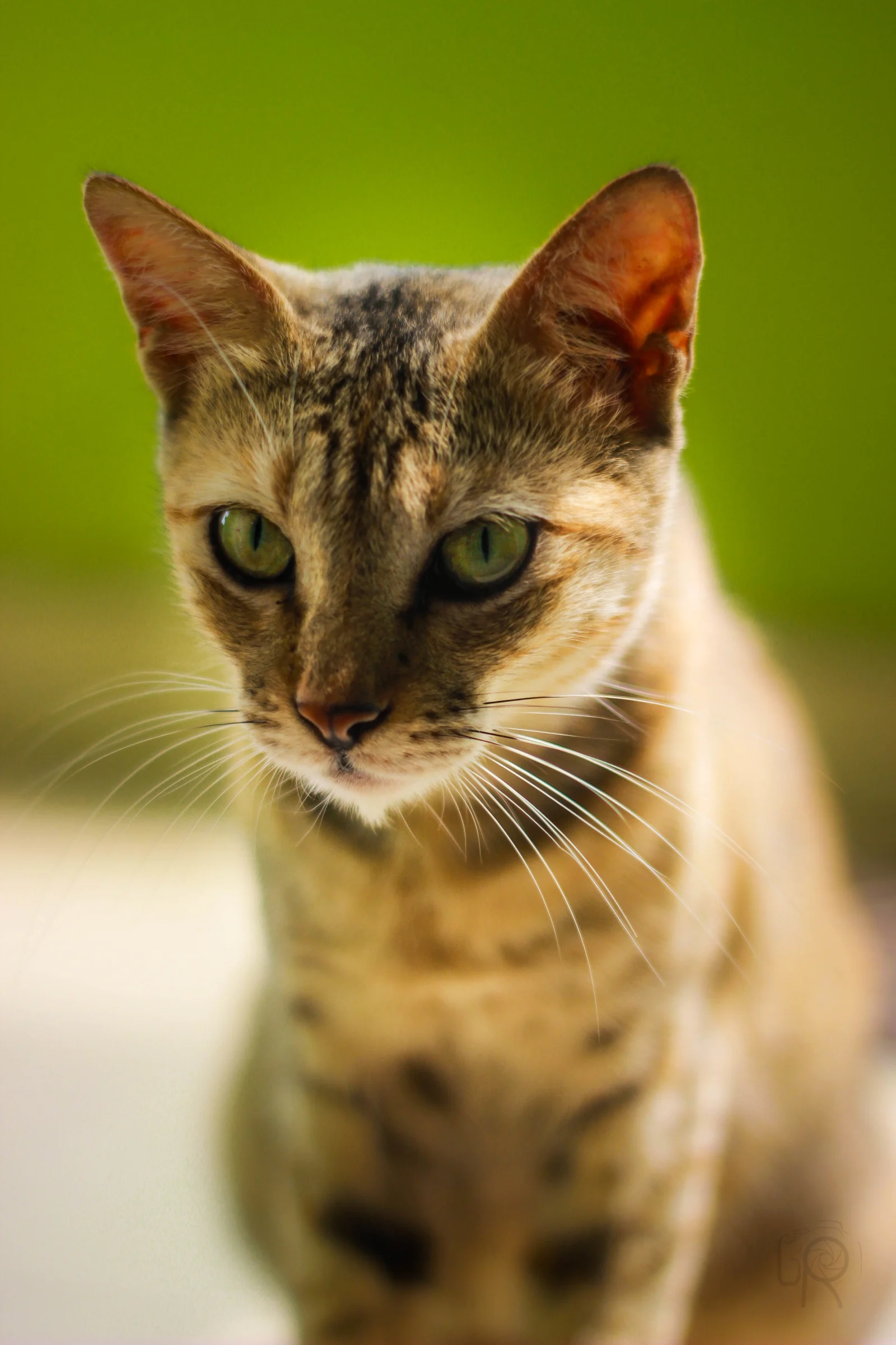 Roaming city cat encounter