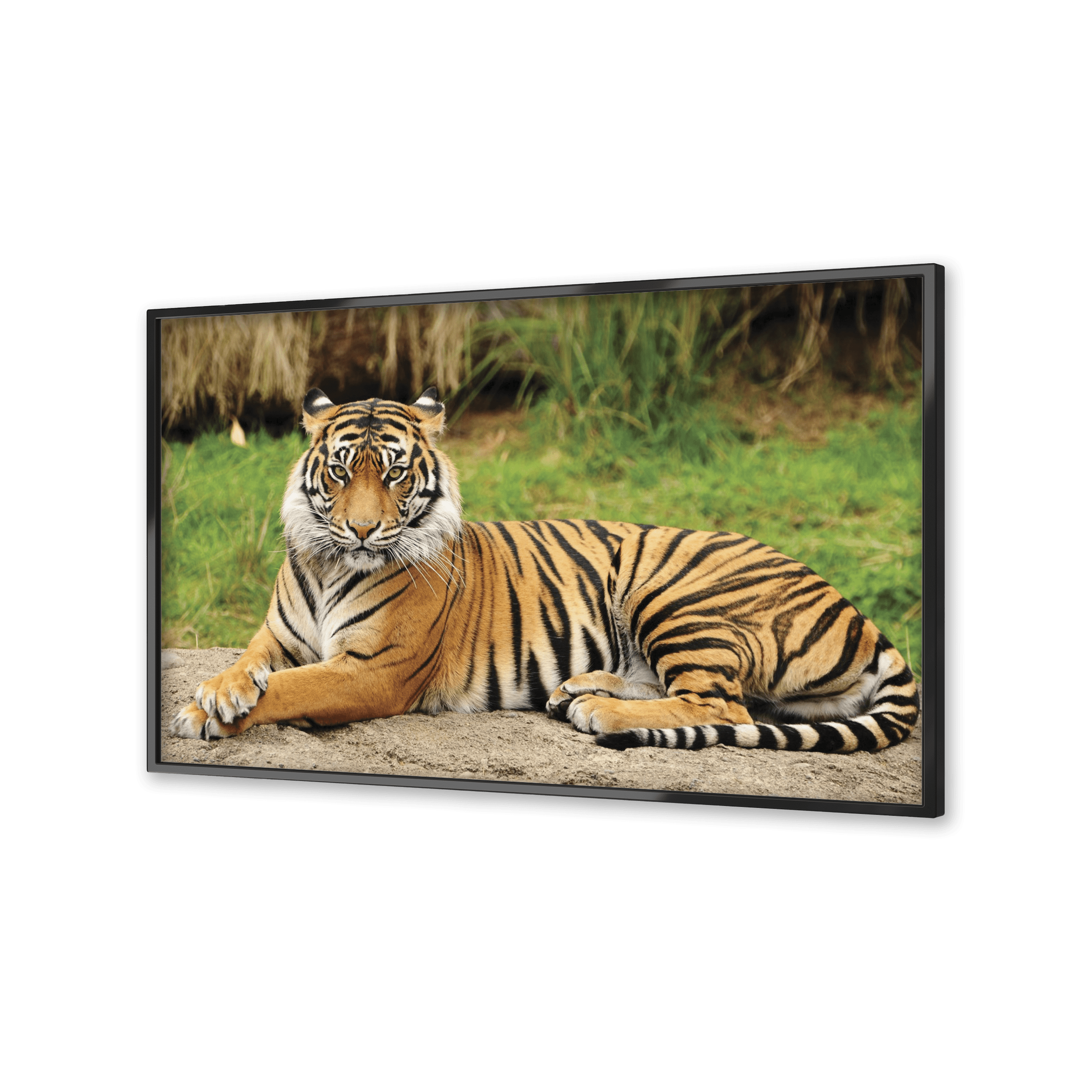 Image of a Bengal Tiger on a flatscreen TV