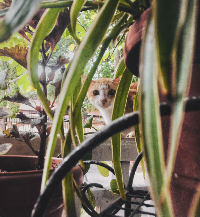 Cat peering through leaves of a plant