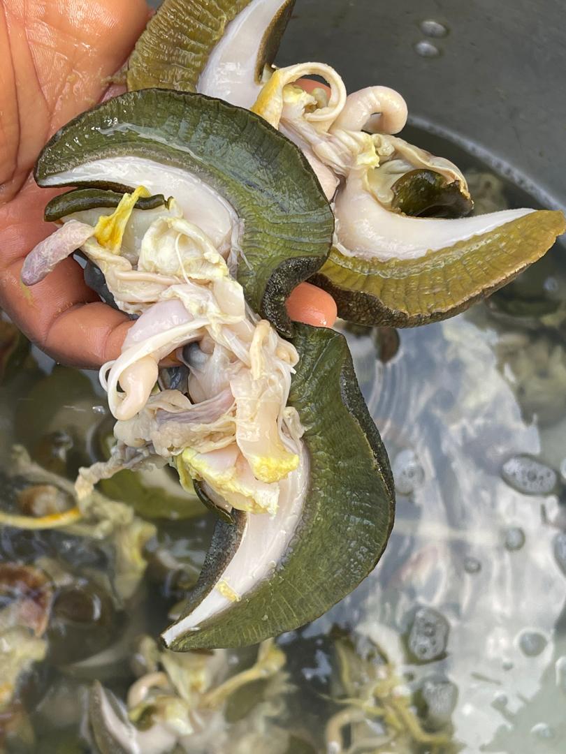 Large snail (4/5 Pcs)