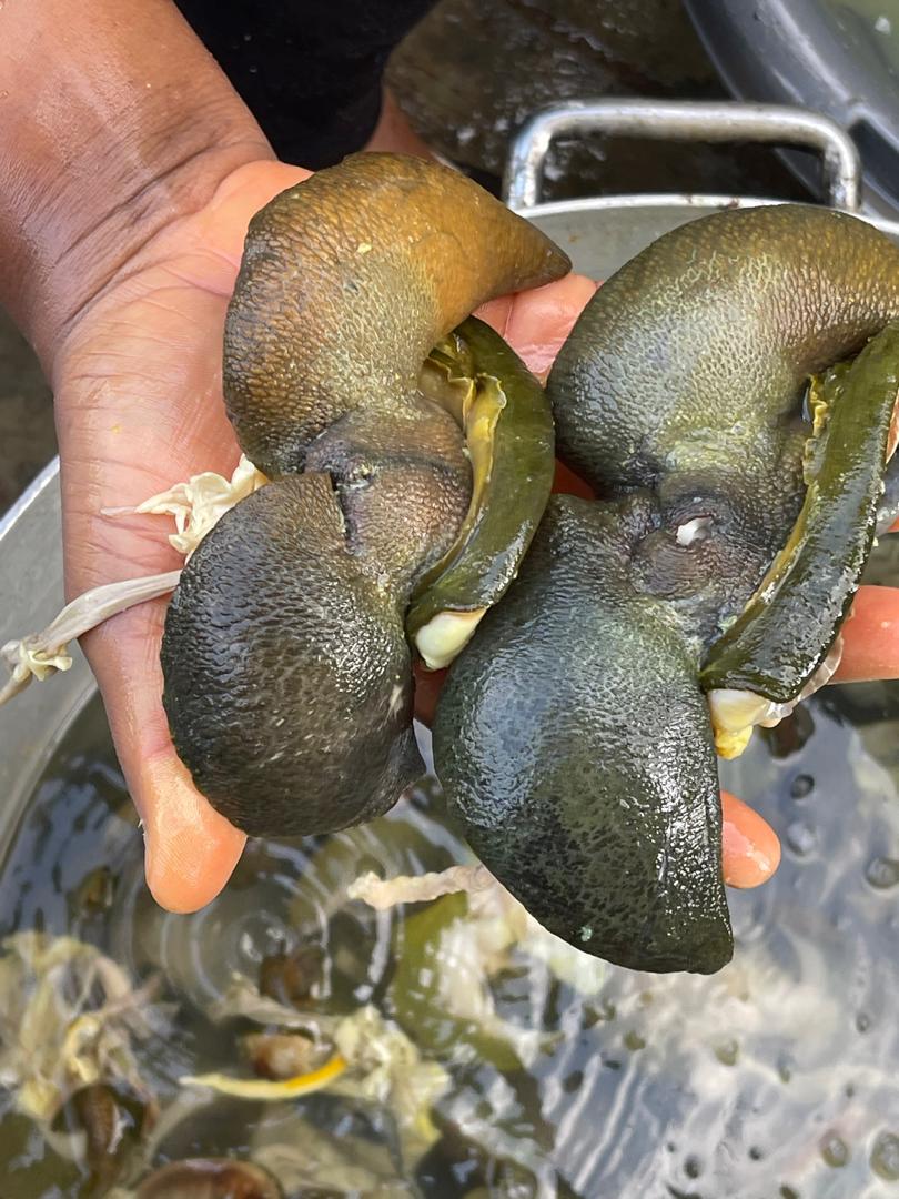 Large snail (4/5 Pcs) image 2