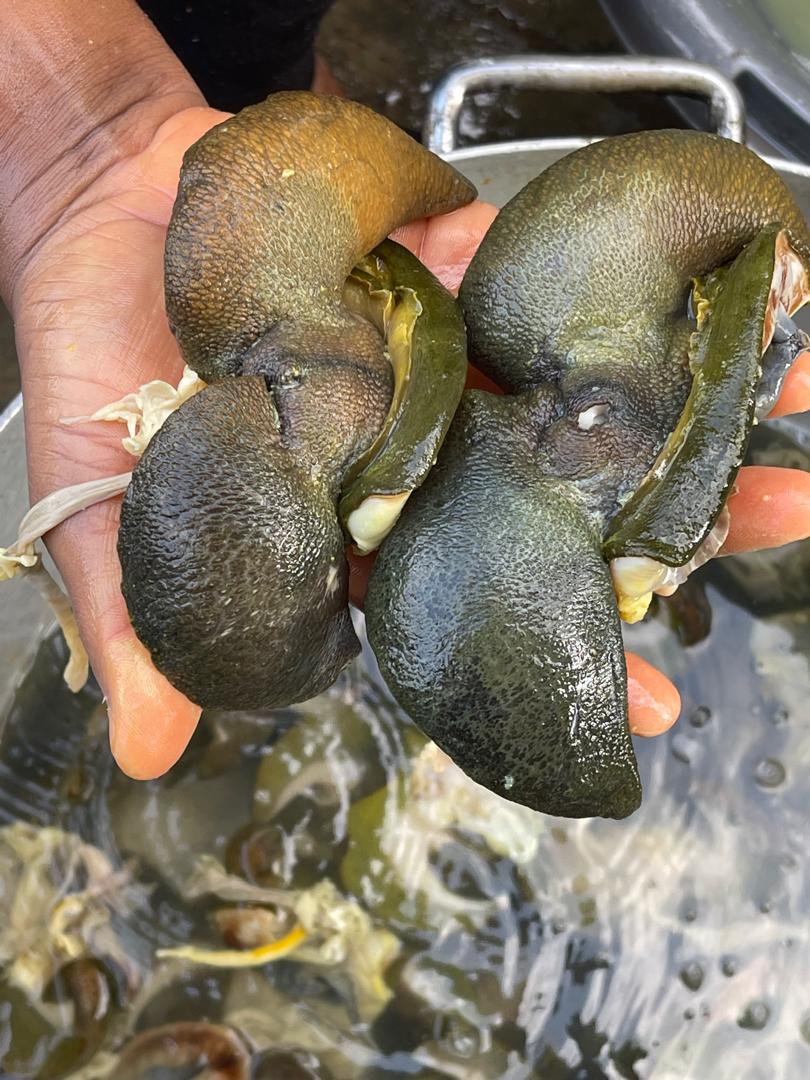 Large snail (4/5 Pcs) image 3