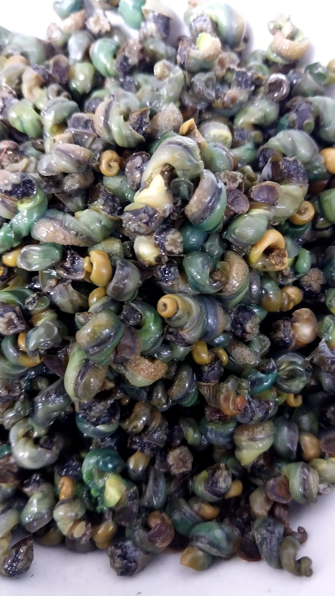 Dry Periwinkle