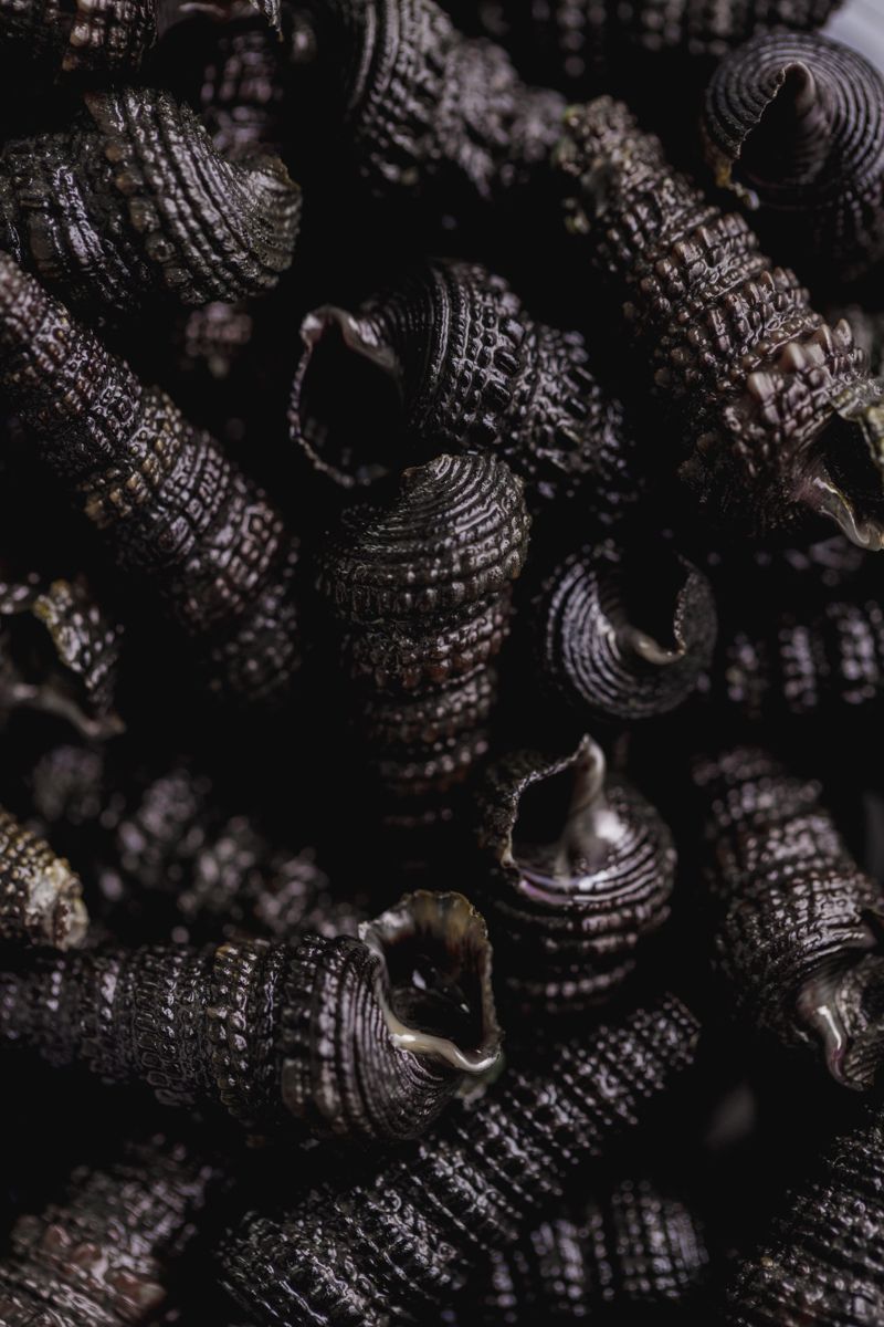 Dry Periwinkle image 2