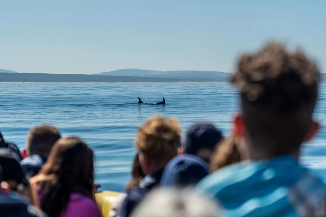 Excursion d'observation des dauphins à Lisbonne - 2h en hors-bord