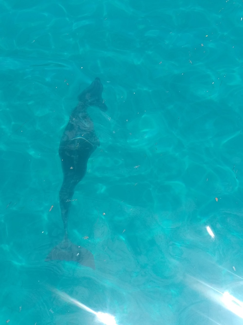 Échappée Secrète en Voilier vers les Trésors Cachés des Agriates – Journée Tout Compris (Tarif par personne 120€ adultes 80€ enfants)