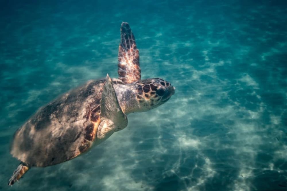 Explore Marathonisi Island: 4-Hour Sea Adventure