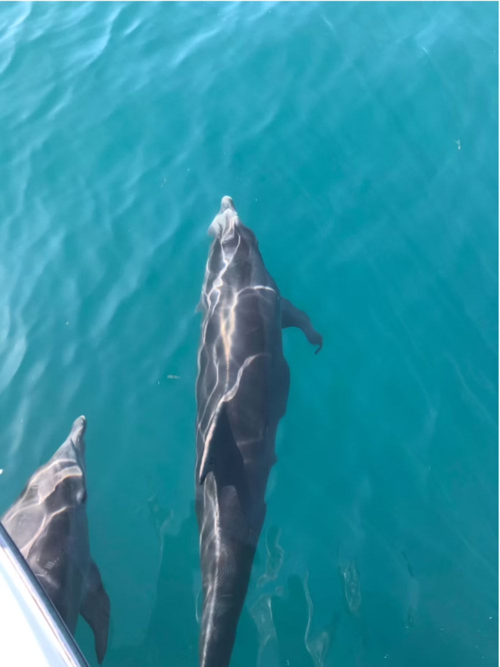 Escape de delfines y mar: aventura de 3 horas desde Olhão