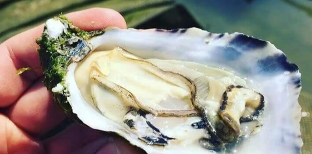 Escapada Gourmet: Naturaleza, Ostras y Vino