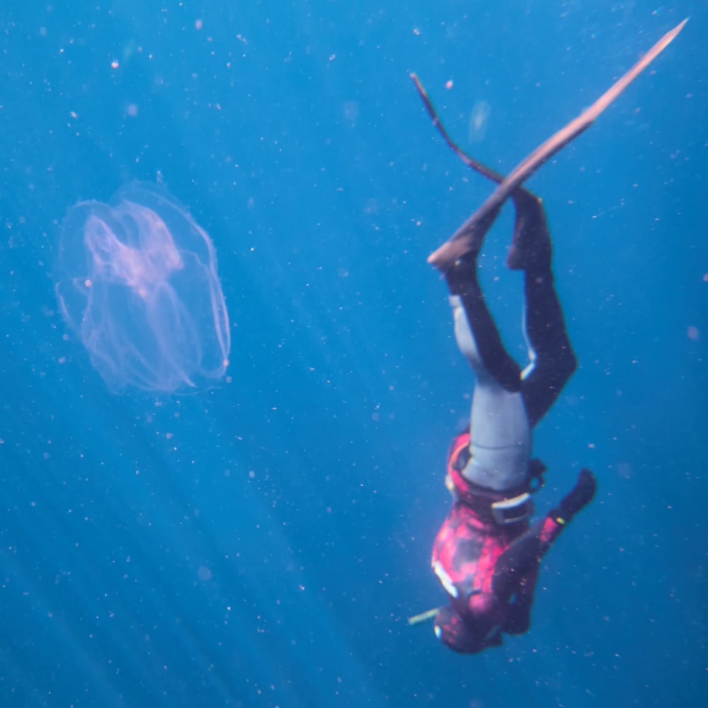 Sunset sailing and snorkeling in the Calanques du Frioul