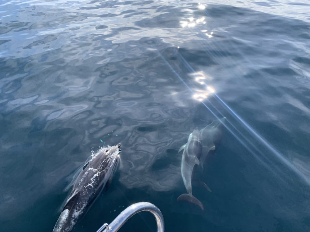 Coast, Dolphins, and Relaxation: 6-Hour Nautical Tour on a Private Sailboat