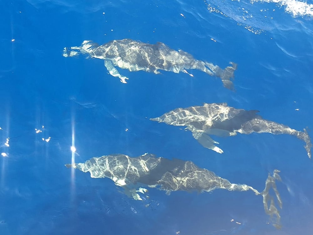 Malta Sonnenuntergang Segeln
