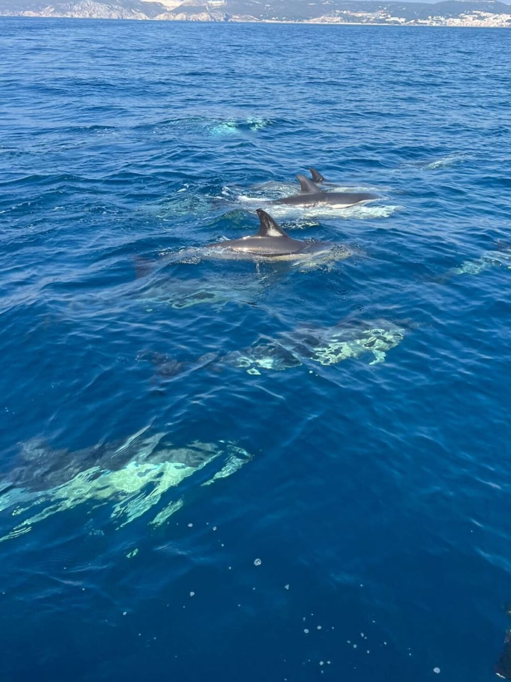 Escapada de día completo: descubre Sesimbra por mar